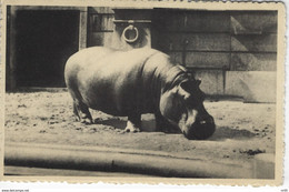 CPA ANIMAUX - HIPPOPOTAME Au Jardin Zoologique D'Anvers - Nijlpaarden