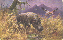 Hippopotamus And Bird, Pre 1940 - Hippopotamuses