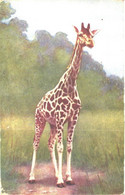 Standing Giraffe, Giraffa Camelopardalis, Pre 1920 - Girafes