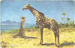 Giraffes, Pre 1940 - Girafes