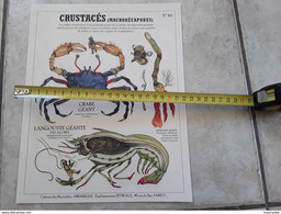 Créature Fantastique  Le Crabe GEANT  Collection DEYROLLE - Material Y Accesorios