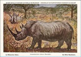 KBIN (ca 1935) - Zoogdieren Congo Beschermd - 24 - Rhinocéros Blanc, Witte Neushoorn, White Rhinoceros, Nashorn - Neushoorn