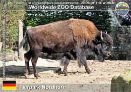 00900 Tierpark Nordhorn, DE - Wood Bison (Bison Bison Athabascae) - Nordhorn