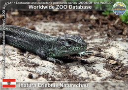00905 Inatura Erlebnis Naturschau, AT - Sand Lizard (Lacerta Agilis) - Dornbirn