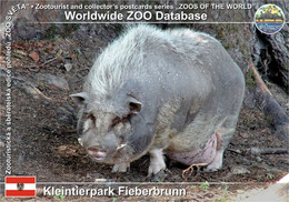 00908 Kleintierpark Fieberbrunn, AT - Vietnamese Pot-bellied Pig (Sus Scrofa F. Domestica "Vietnamese Pot-bellied Pig") - Fieberbrunn