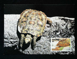 ►  Carte Maximum Card  - Pancake Tortoise Tanzania - Tortue De Tornier - WWF Dar Es Salaam 1993 - Tanzanie