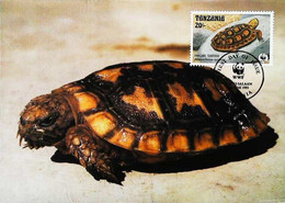 ►  Carte Maximum Card  - Pancake Tortoise Tanzania - Tortue De Tornier - WWF Dar Es Salaam 1993 - Tanzanie