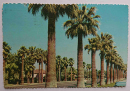 PHOENIX - Arizona - Palm-lined Central Avenue Adj. To Phoenix Public Library -  Vg - Phoenix