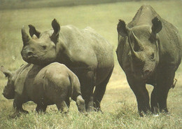 RHINOCEROS * BABY RHINO * ANIMAL * KAK 0010 821 * Hungary - Rhinozeros