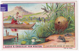 Rare Chromo 1900s Chocolat Van Houten La Souris Naine Et Son Nid Musaraigne Canotage Roseaux Nenuphar Mouse A44-38 - Van Houten