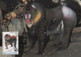 MAXIMUM CARD - MAXICARD - MAXIMUM KARTE - CARTE MAXIMUM - GUINEA ECUATOREIAL - MONKEY MANDRILL - Mandrillus Sphinx - Chimpansees
