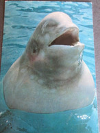 WEISSER WAL, ZOO DUISBURG 1974,  WHITE WHALE - Delfines