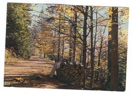 H067 - ALLEMAGNE - Dahn - Route Forestière - Waldpfad - Forest Path - Dahn