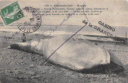 Royan         17           Baleine échouée à La Grande Côte     N° 1798 Bis  (voir Scan) - Royan