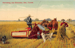 ALBERTA - HARVESTING, NEAR EDMONTON - AGRICULTURE, MOISSONNEUSE LIEUSE - Edmonton