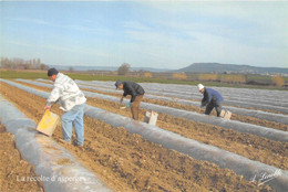 AGRICULTURE - LA RECOLTE D'ASPERGES - Cultures