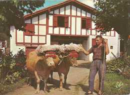 PAYS BASQUE  ATTELAGE DE BOEUFS BASQUE Avec Leur Fourrure Et Leur Chasse Mouche ( 2 ) - Teams