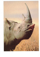 Cpm - Black Rhinocéros - TANZANIA - 1997 - Rhinoceros
