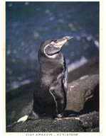 (JJ 34) Ecuador Posted To Australia - Galapagos Islands - Penguins - Ecuador