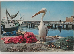 CHYPRE GOGOS THE PELICAN - Chipre