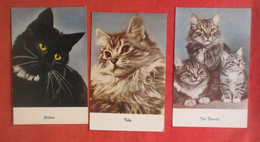 Lot Of 3 Cards   Cats      Ref  4731 - Gatti