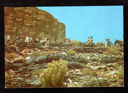 - RARE - Algérie - Les Touristes Avec Les Guides , Sur Des Mulets ( Ouhila Lahcen  Ref: 11015 ) - El-Oued