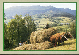 Sur Les Monts D'Auvergne : La Fenaison (attelage De Boeufs) - Paysans