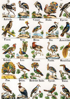 ALPHABET DES OISEAUX - Birds