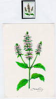 2004 URUGUAY Original Artwork Painting -medicinal Plant Peppermint Mint Medicine Flower Fleur - Artist M.Freire-Yv 2169 - Uruguay