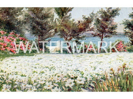 BERMUDA LILY FIELD ST DAVIDS ISLAND OLD ART COLOUR POSTCARD ANTILLES BY ETHEL & C. F. TUCKER NO7 PLAIN BACK POSTCARD - Bermuda