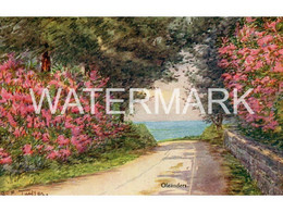 BERMUDA OLEANDERS OLD ART COLOUR POSTCARD ANTILLES BY ETHEL & C. F. TUCKER NO20 PLAIN BACK POSTCARD - Bermuda