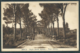 §  IMOLA - Regia Scuola Agraria - Viale Interno   § - Imola