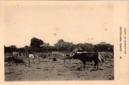 GUINÉ  PORTUGUESA - Un Troupeau De Vaches - Guinea Bissau