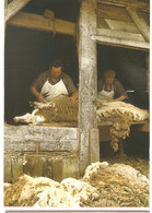 CPSM 40 LANDES SABRES MARQUEZE    ECOMUSEE   PARC NATUREL DE GASCOGNE LA TONTE DES MOUTONS 1970 - Sabres