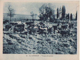 Pour L'Enseignement Vivant (24x18cm) - Vues Geographiques - En Camargue - Troupeau De Taureaux - Geografia