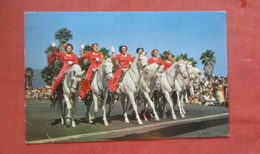 Female Riding White Horses   Fiesta Time  In Santa Barbara California       Ref  4746 - Santa Barbara