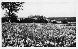 21-4626 : LAGUIOLE. CHAMP DE NARCISSE - Laguiole