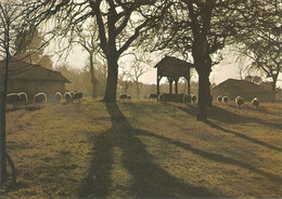 CPSM 40 LANDES SABRES 1971   PARC NATUREL DE GASCOGNE  MOUTONS SUR L AIRIAL - Sabres