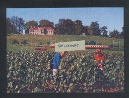 Château De Crans Près De Nyon - Années 60 - Raisins - Vendanges - Reproduction - Crans