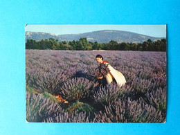 Cpsm La Lavande  La Faucille, Le Bourras Et Le Sourire Pour Cueillir La Lavande En Juillet - Cultures