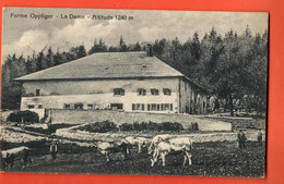 ZLF-05 RARE VAL-DE-RUZ Ferme Oppliger, Alpage De La Dame à Villiers.Troupeau De Vaches, ANIME.Tampon. Clémesin 1920. - Villiers