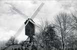 DIEST (Brab.) - Molen / Moulin - Mooie Prentkaart Van De Lindemolen Bij Domein Halve Maan, In 1987 - Diest