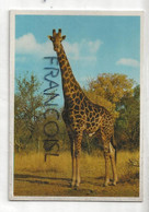 Girafe. Giraffe. Fine Specimen In A South African Game Reserve. ARTCO - Rhinozeros