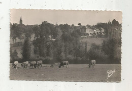 JC , G , Cp , 16 , SAINT MAURICE DES LIONS ,vue Générale , Vaches ,écrite 1955 - Other & Unclassified