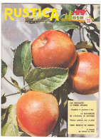 RUSTICA. 1956. N°44. Une Nouveauté. La Pomme Jonared - Jardinería