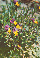 Wild Pansy - Viola Tricolor - Medicinal Plants - 1981 - Russia USSR - Unused - Medicinal Plants