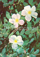 Cinnamon Rose - Rosa Majalis - Medicinal Plants - 1981 - Russia USSR - Unused - Geneeskrachtige Planten