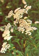 Yarrow - Achillea Millefolium - Medicinal Plants - 1981 - Russia USSR - Unused - Geneeskrachtige Planten