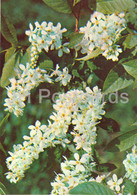 Bird Cherry - Prunus Padus - Medicinal Plants - 1981 - Russia USSR - Unused - Geneeskrachtige Planten