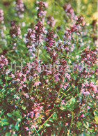 Breckland Thyme - Breckland Thyme - Medicinal Plants - 1981 - Russia USSR - Unused - Piante Medicinali